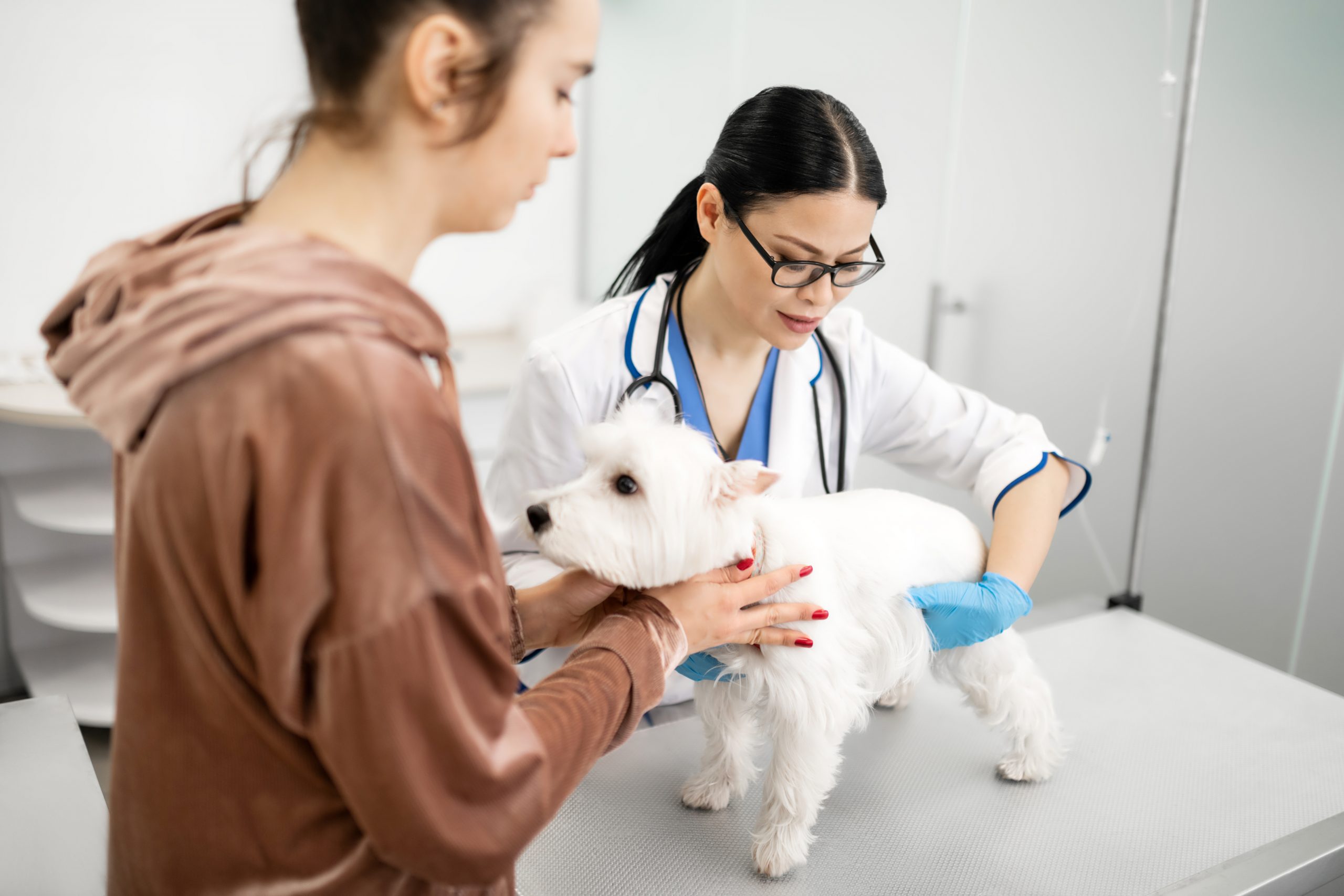 Aloveterinario.pt