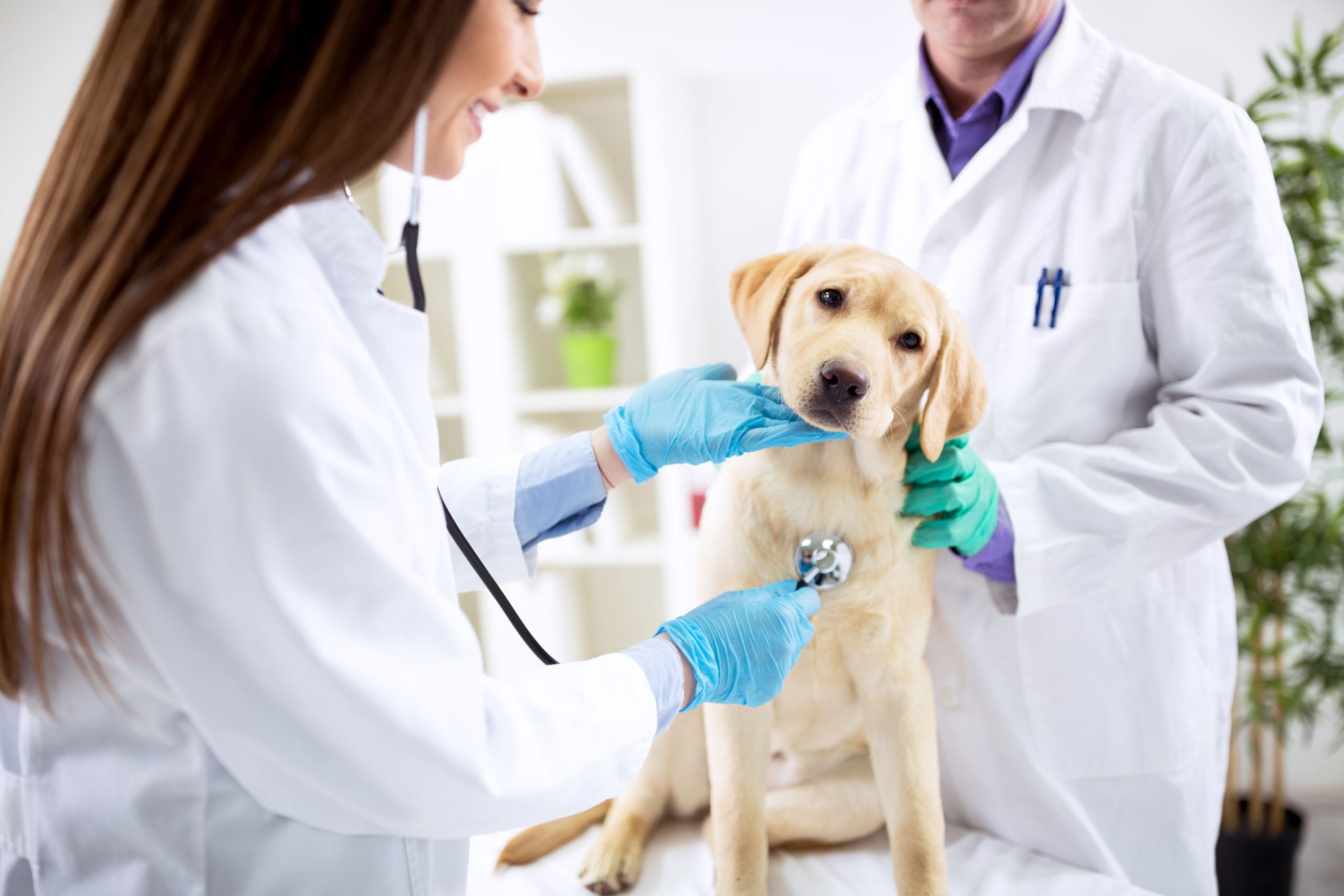 Aloveterinario.pt