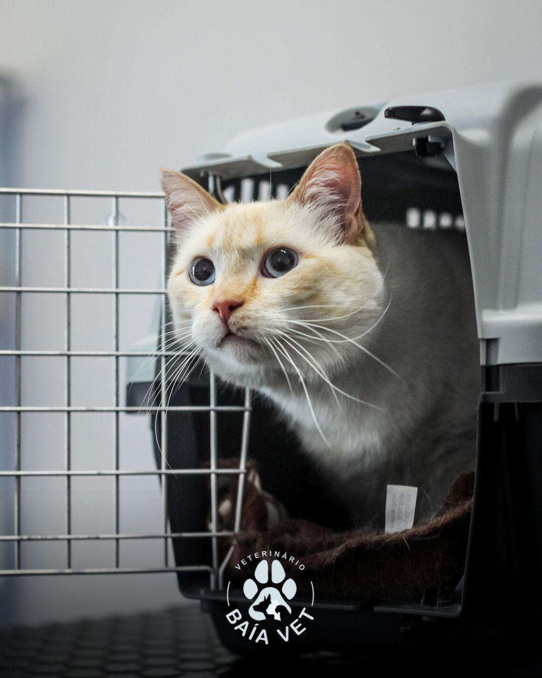 Baía Vet - Clínica Veterinária