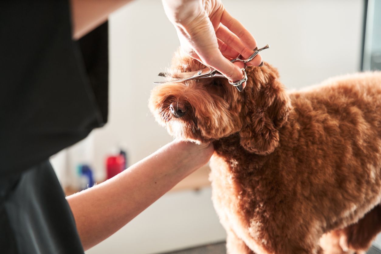 Clínica Veterinária da Prelada