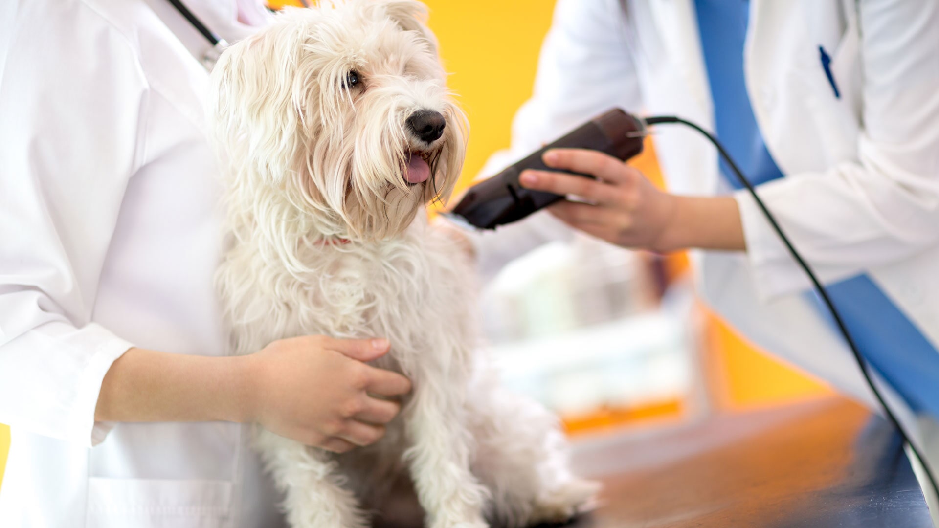 Clínica Veterinária da Quintinha