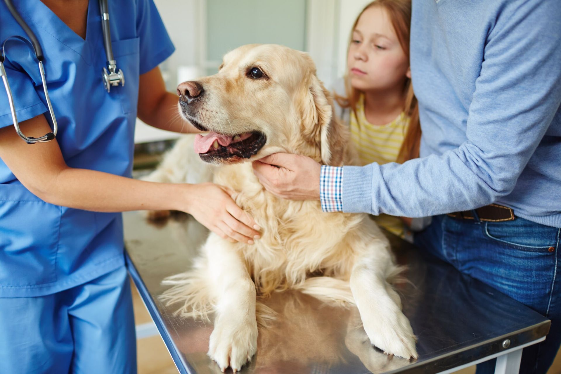 Clinica Veterinária de Alfena - Valongo