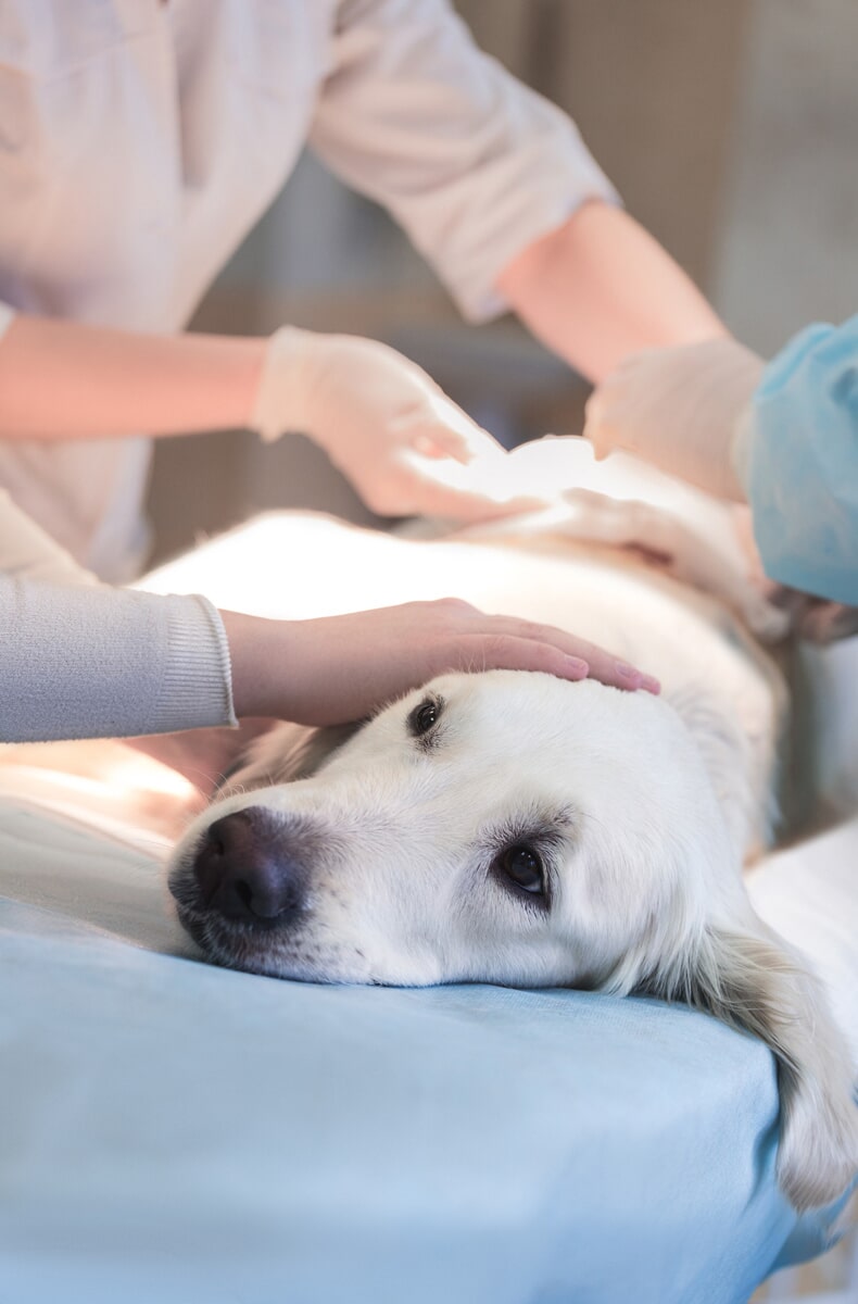Clínica Veterinária de Arroios