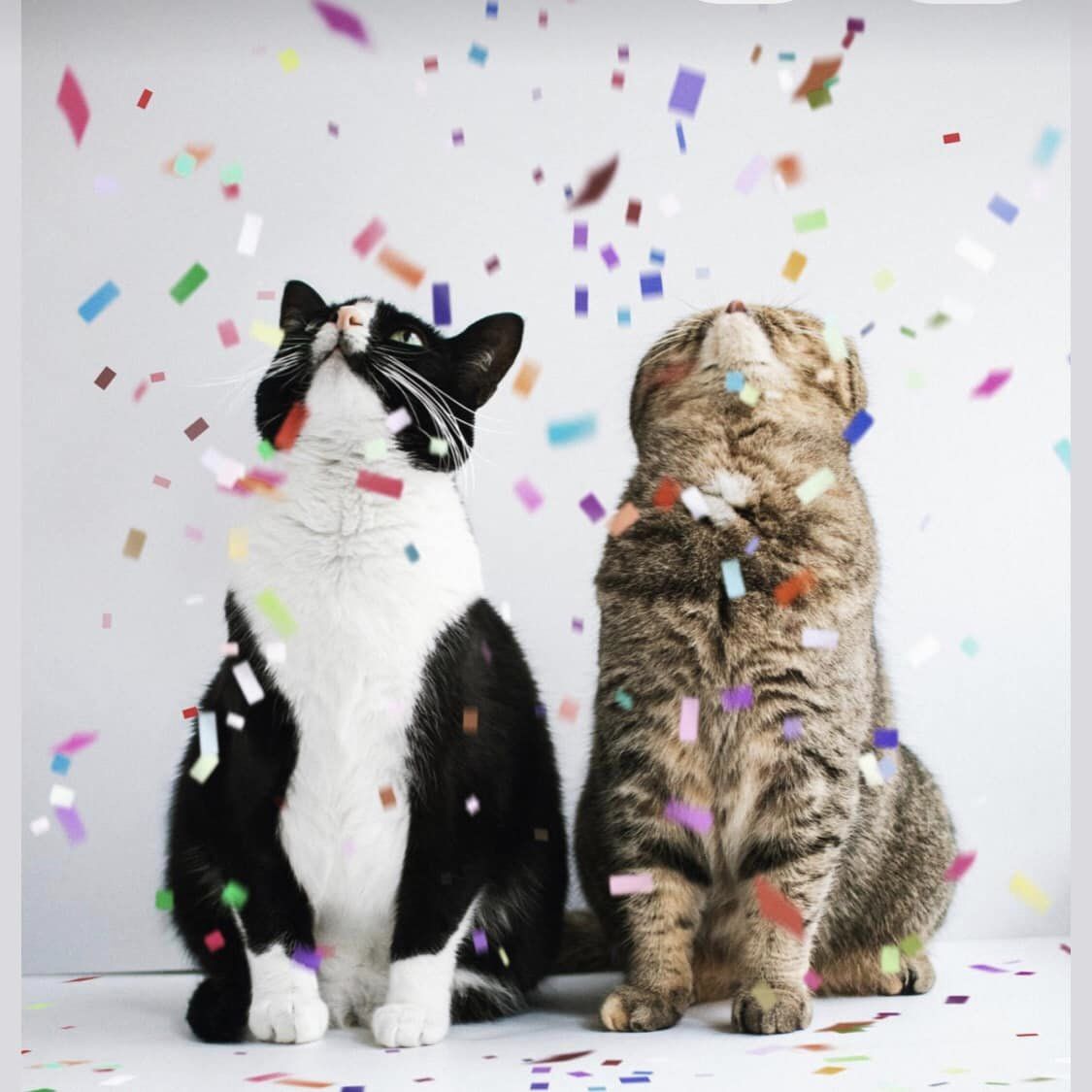 Clínica Veterinária de Infias