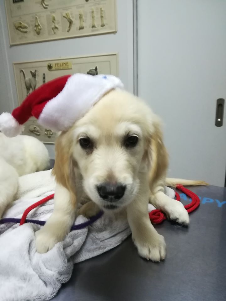 Clínica Veterinária de Pevidém Unipessoal