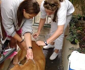 Clínica Veterinária de Valadares