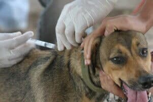 Clínica Veterinária do Lambert-Pet Vet