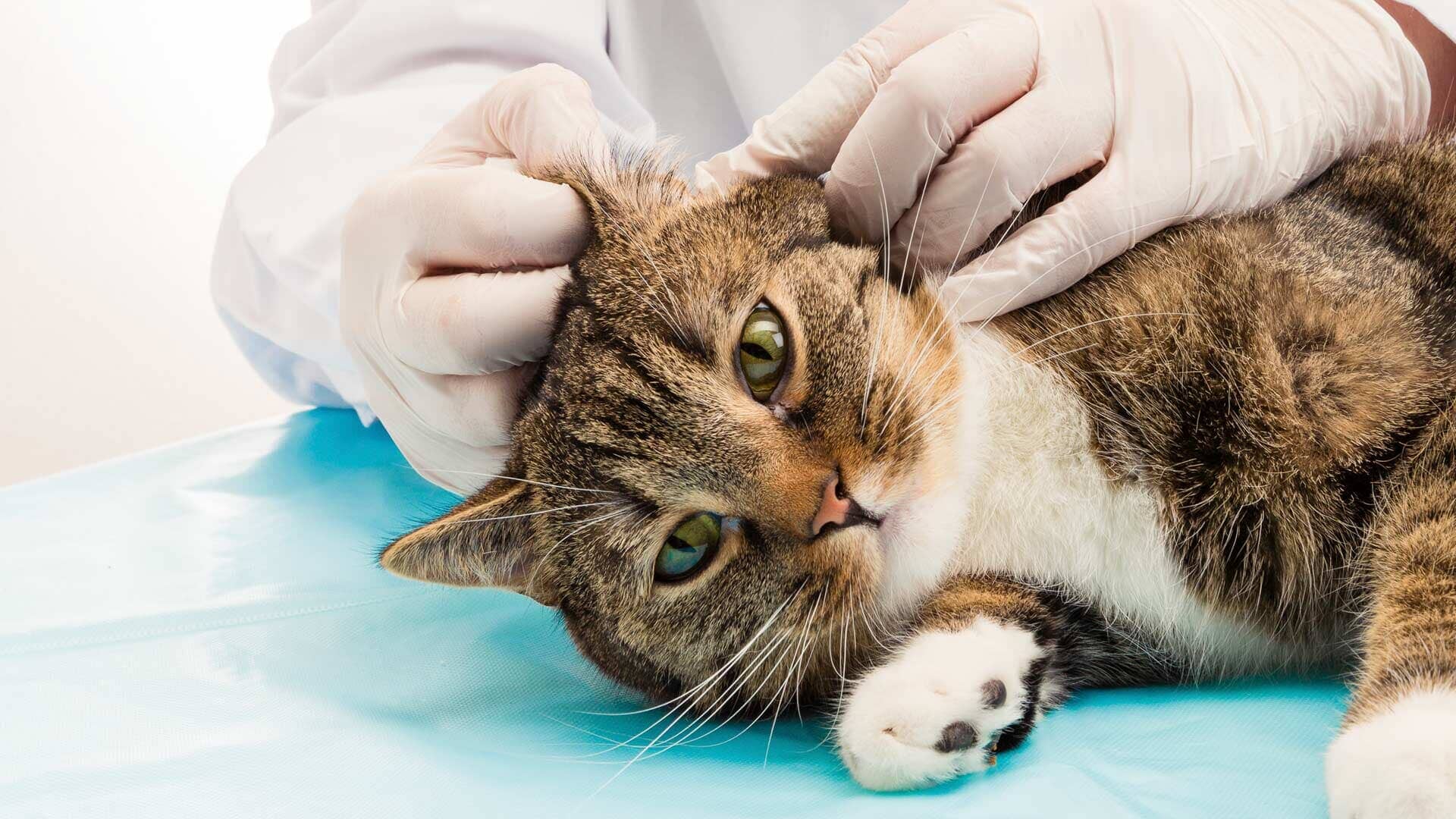 Clínica Veterinária do Lambert-Pet Vet