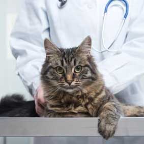 Clínica Veterinária Quinta das Rosas