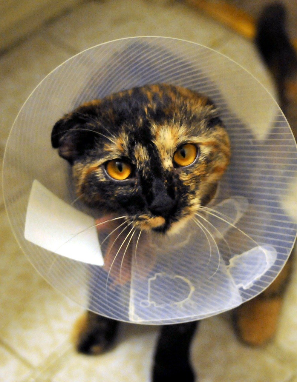 Clínica Veterinária Quinta do Paraíso