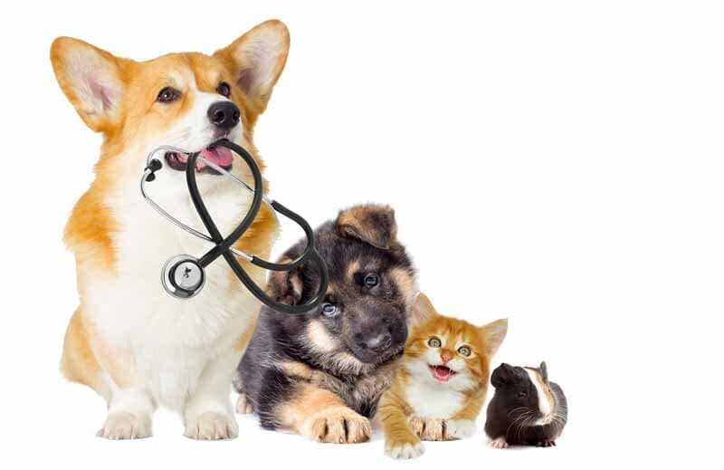 Clínica Veterinária Zoomédica