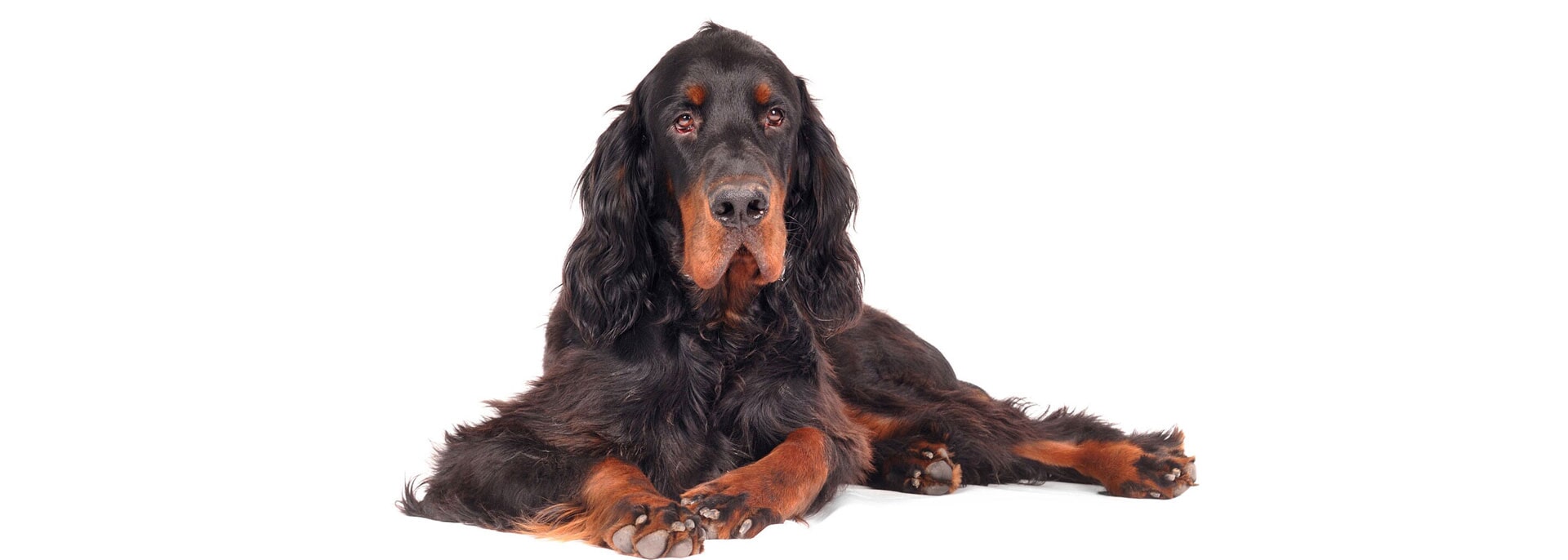 Clínica Veterinária Zoomédica