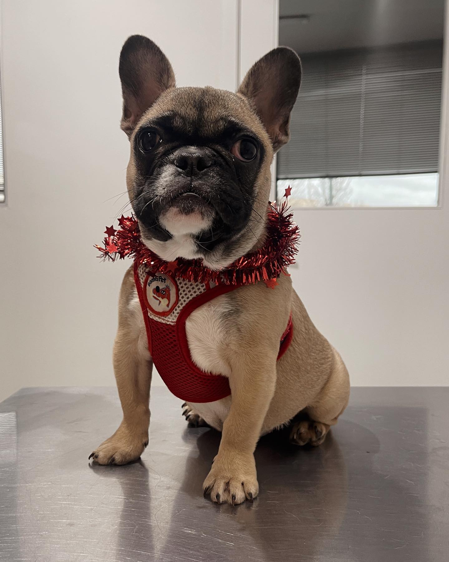 Hospital Veterinário de Braga