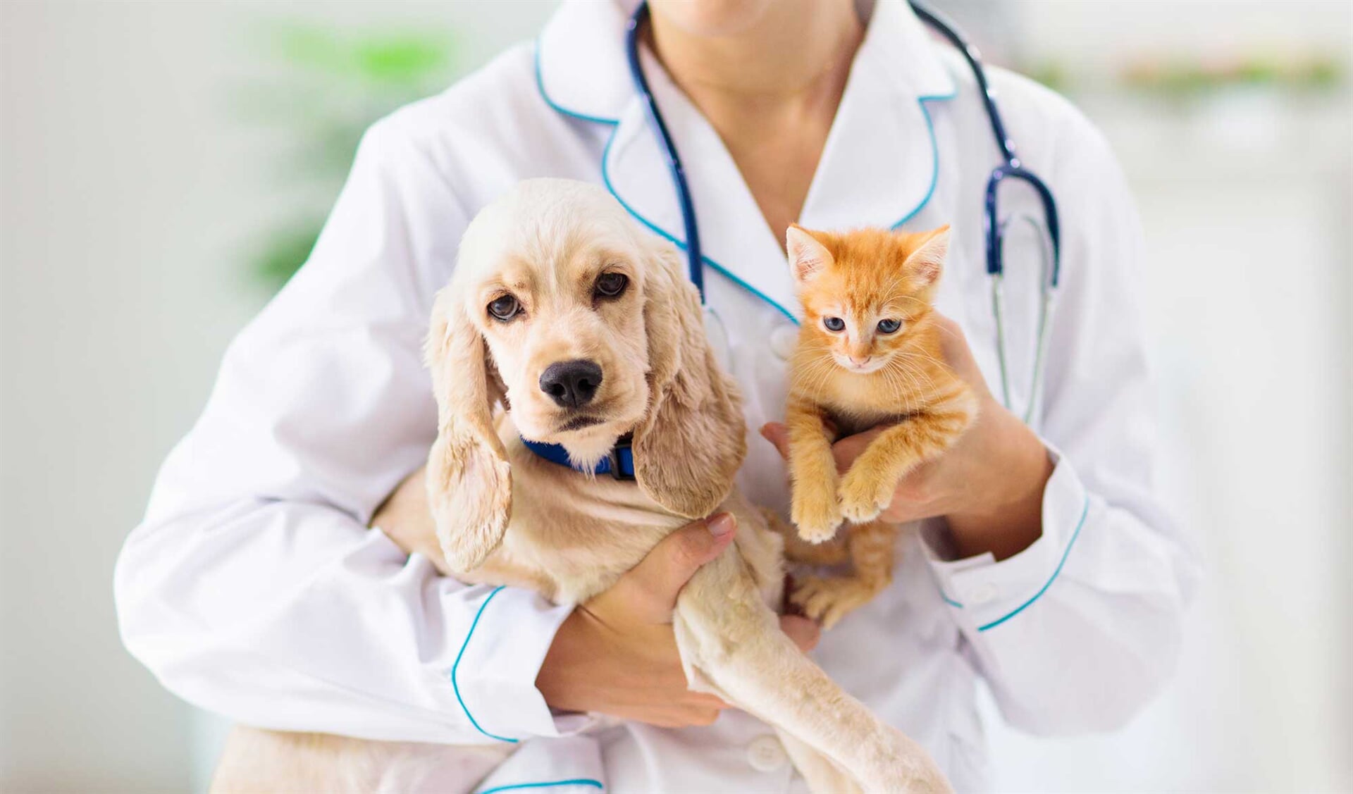 Paredes Vet Centro Veterinário