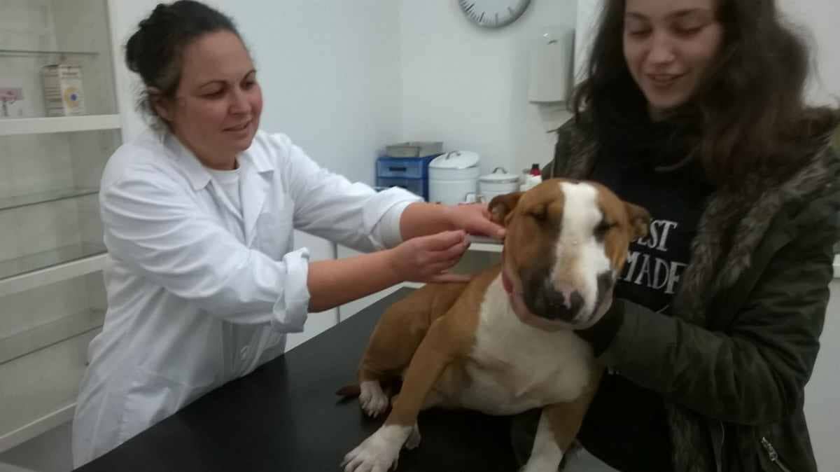 Sopatas-Consultório Veterinário