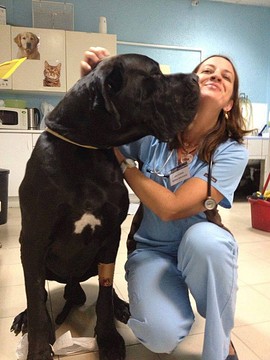 Sosvet-Hospital Veterinário