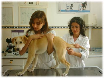 Sosvet-Hospital Veterinário