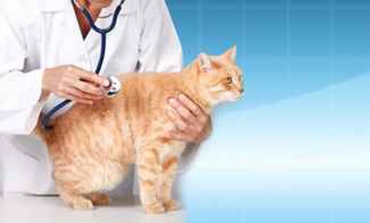 VET-LAV Clinica Veterinária do Lavradio