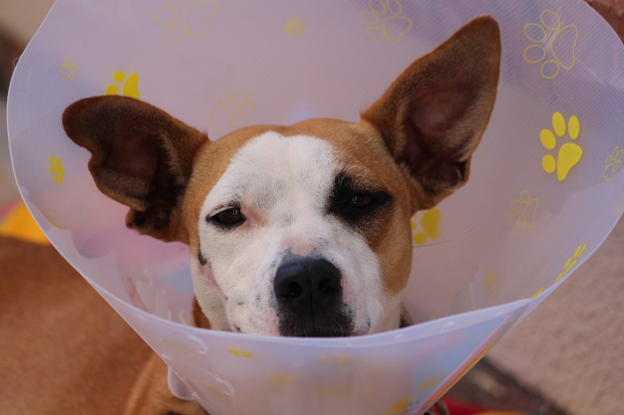 Vetconde-Clínica Veterinária