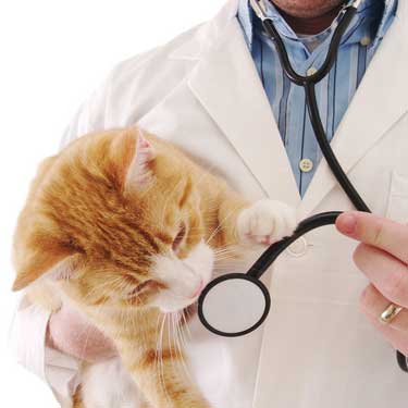 Vetfeijó - Clínica Veterinária